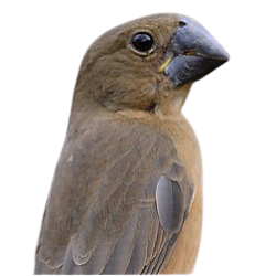 bicudo